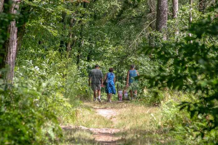 Balade et randonnées dans les forêts proche d'Aizenay en Vendée