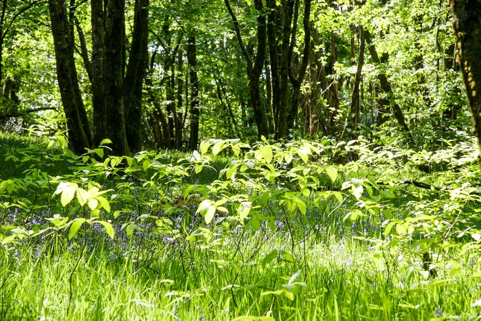 La forêt Vendéenne sous les rayons du soleil