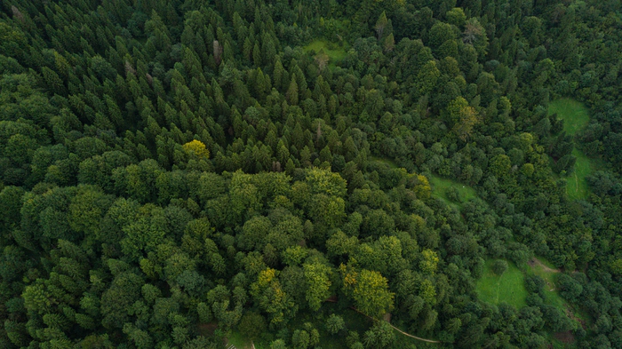 Une foret vu du dessus