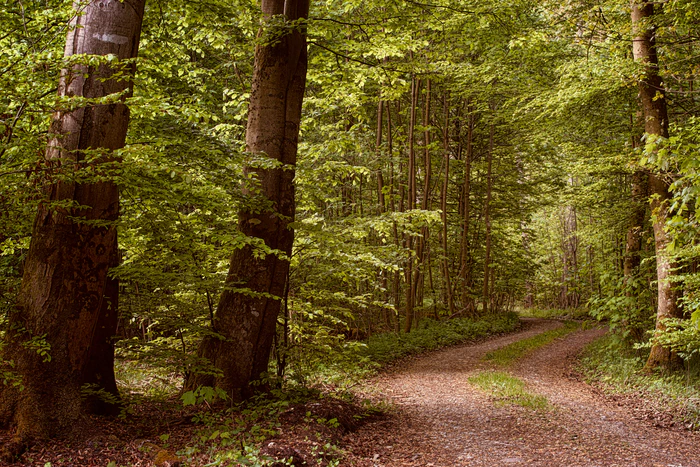 Un sentier de foret durant les hors saisons